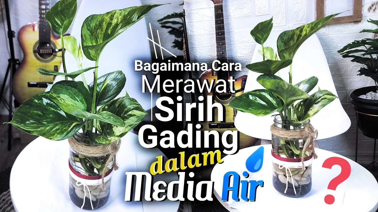 CARA PERAWATAN SIRIH GADING DENGAN MEDIA AIR