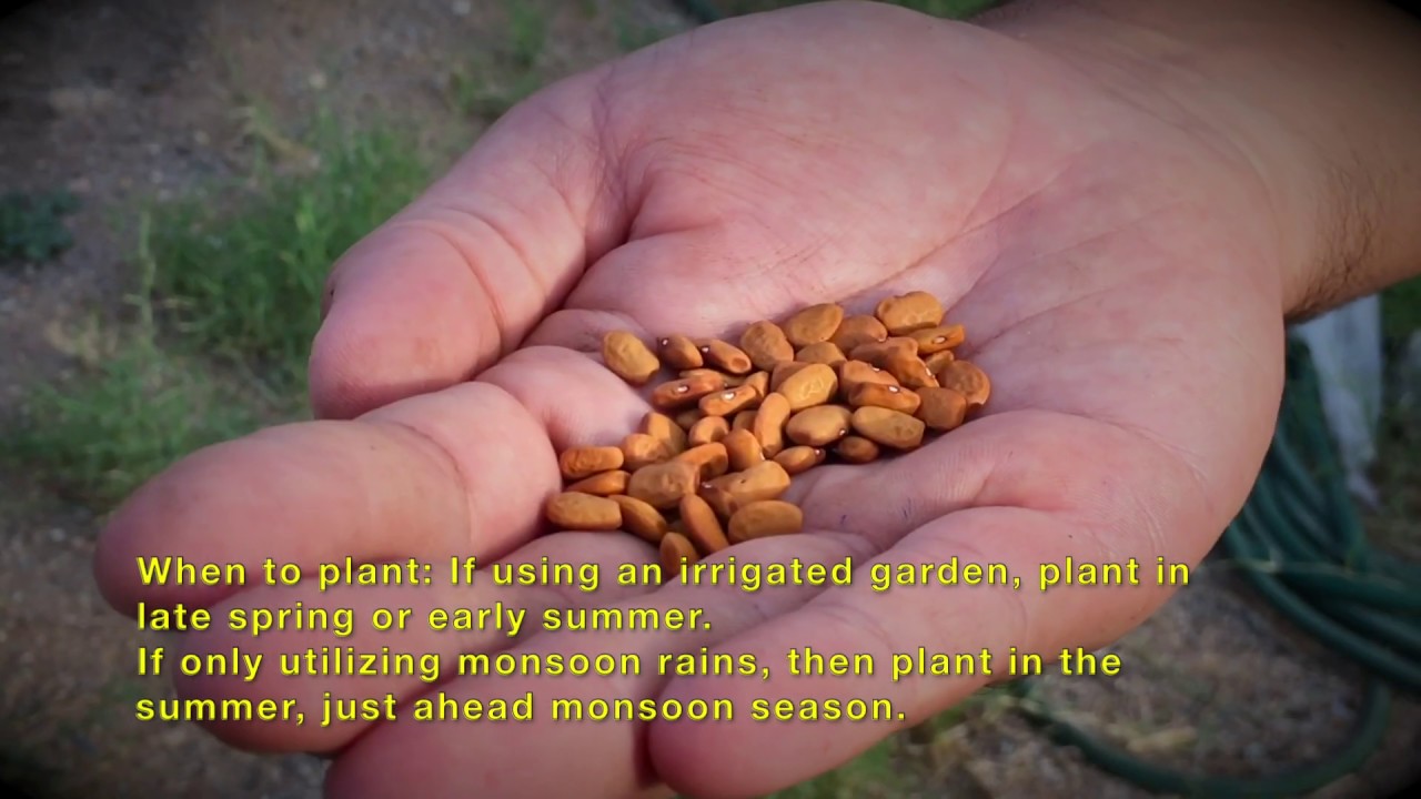 Tepary Bean Planting | Ajo Center for Sustainable Agriculture
