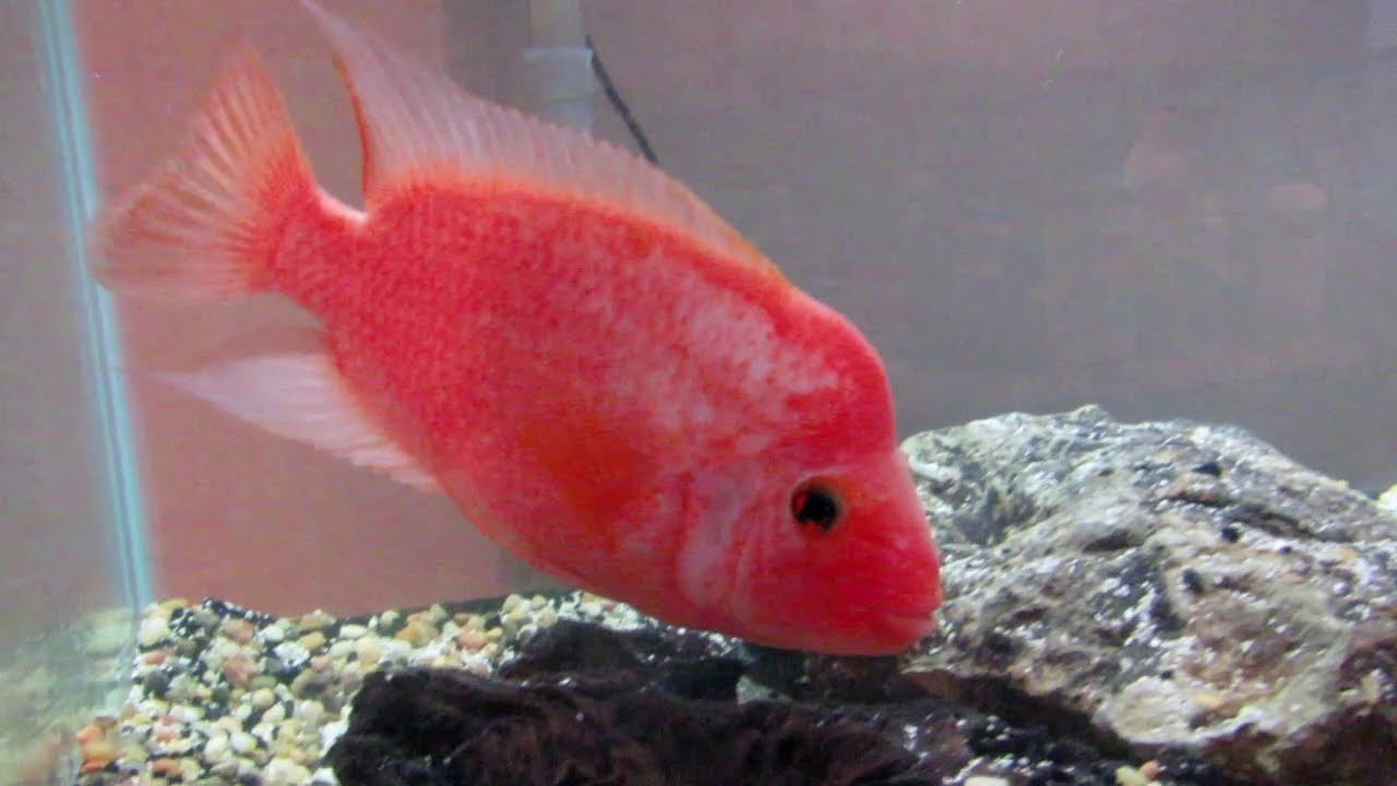 THE RED DEVIL CICHLID !!! (Care Guide & Info)