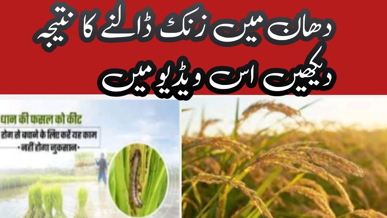 DHAN ki fasal me zink dalny ka tarika 