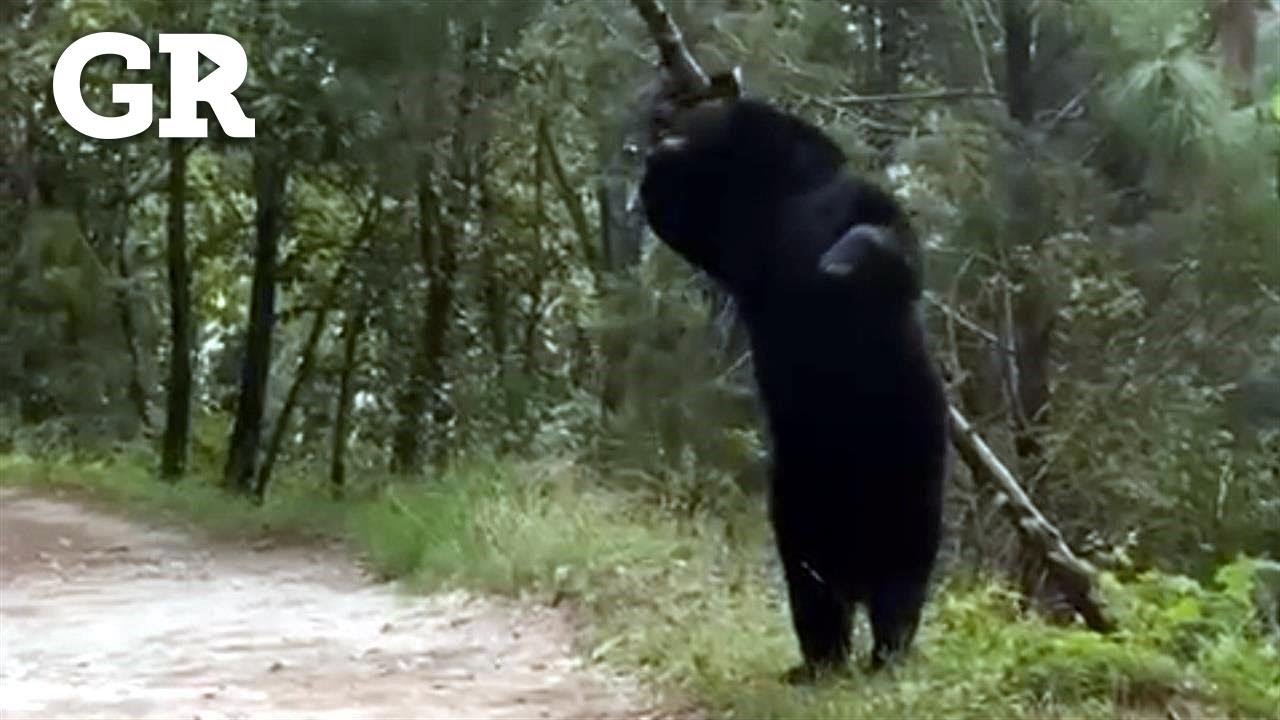 Çaptan a oso en Parque Ecológico Chipinque