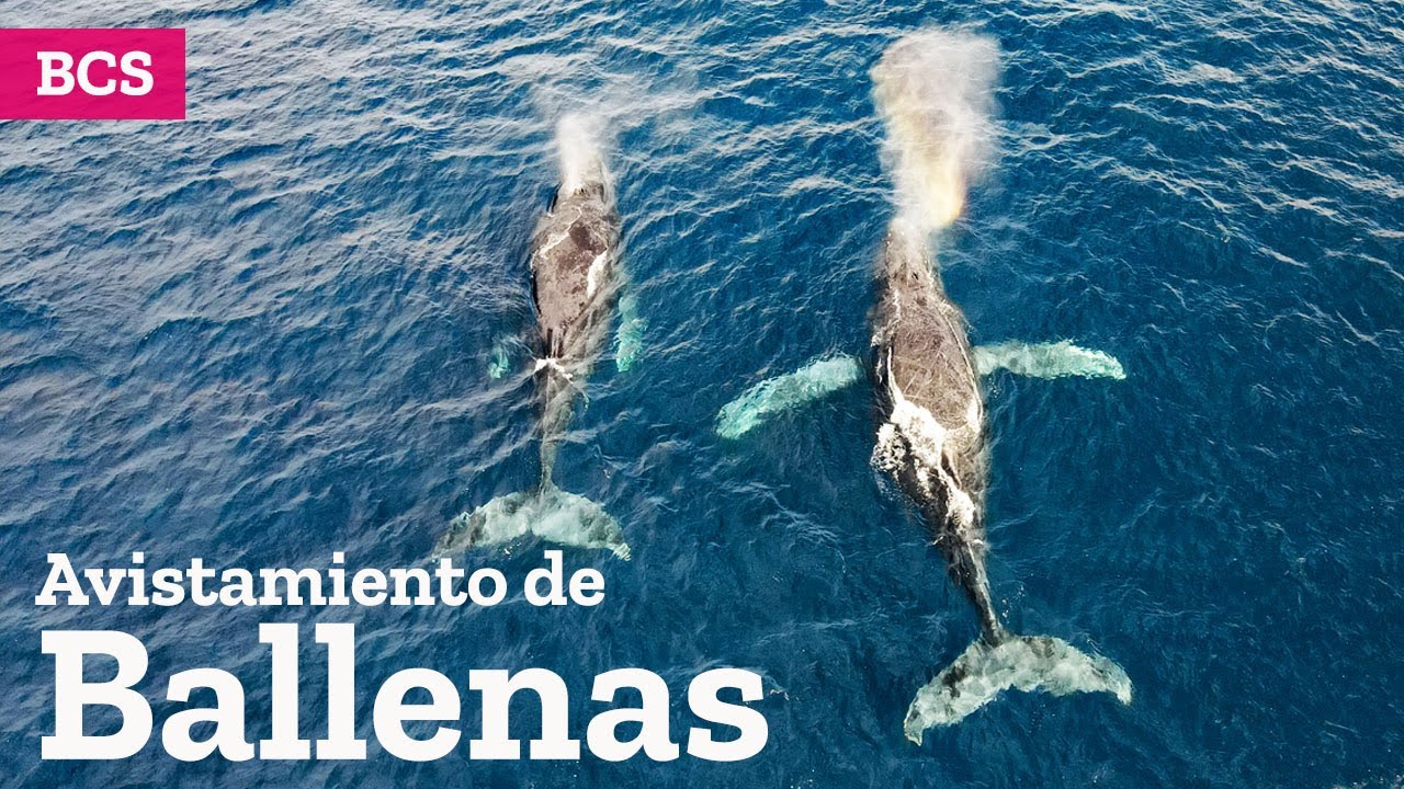 Avistamiento de Ballenas en Cabo San Lucas, Baja California Sur