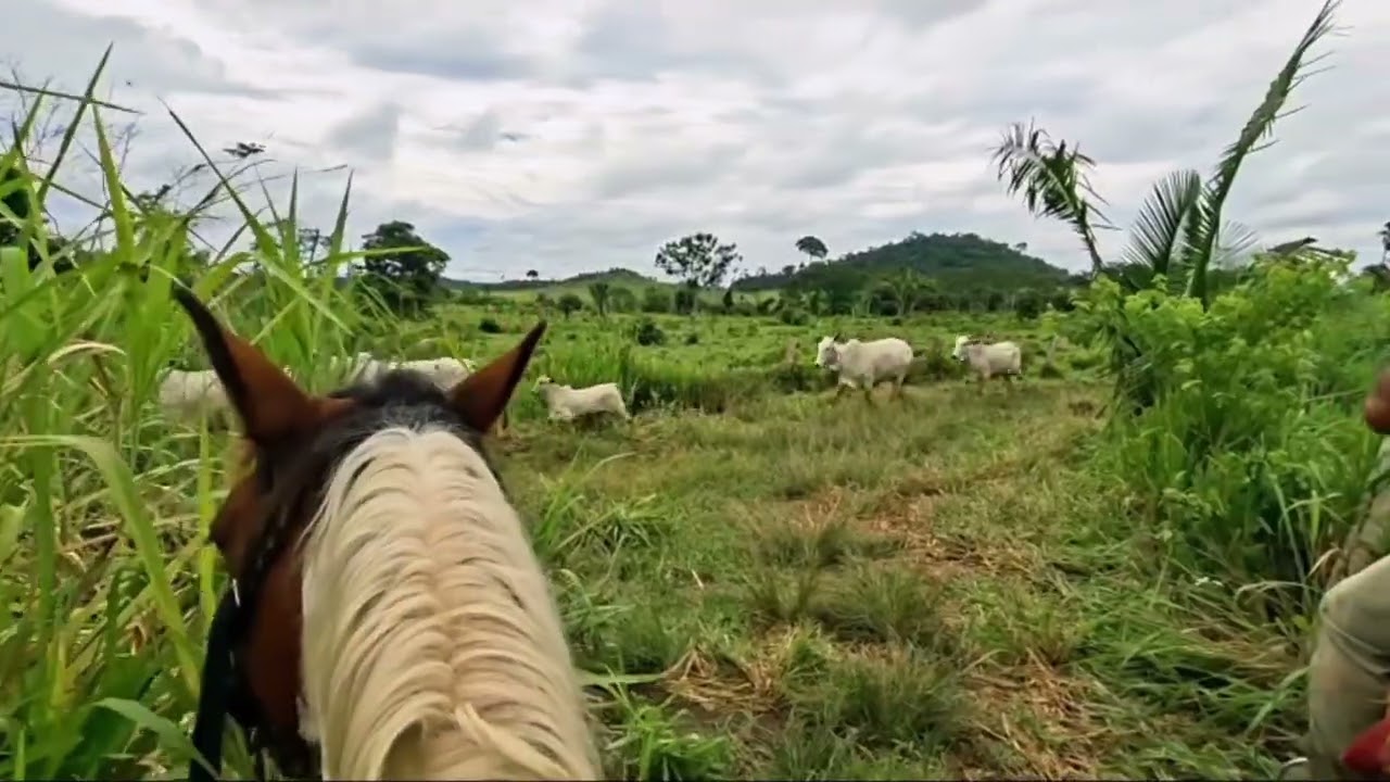 Nosso dia de lida com gado 🐴🌧