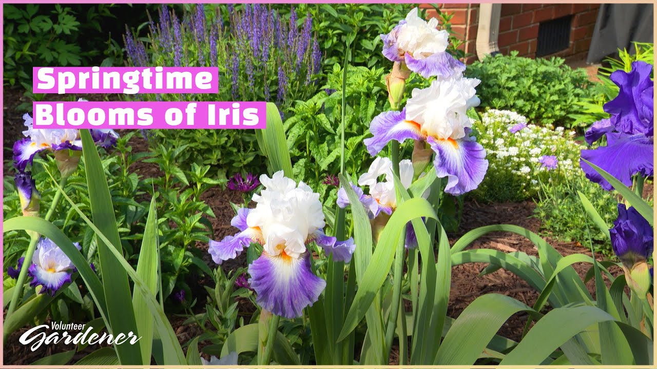 Iris: A Collection of Color and Form | Volunteer Gardener