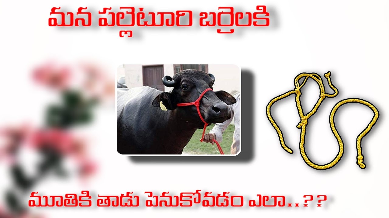 ' మన పల్లెటూరి గేదెలకు ముట్టి తాడు (rope) | mana సొంతగా పెనుకోవడం ఎలా  |  అసలు సాధ్యమా.....?