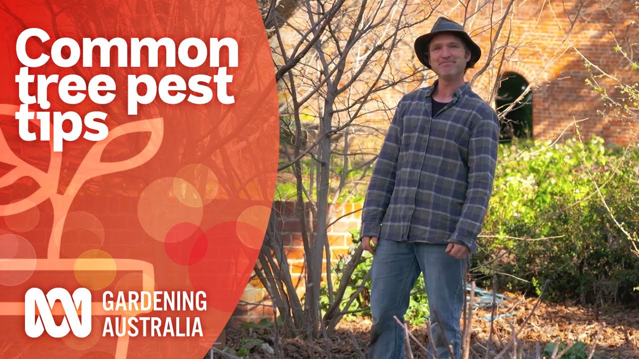 How to tell if your tree has borers | Pest and Disease Control | Gardening Australia