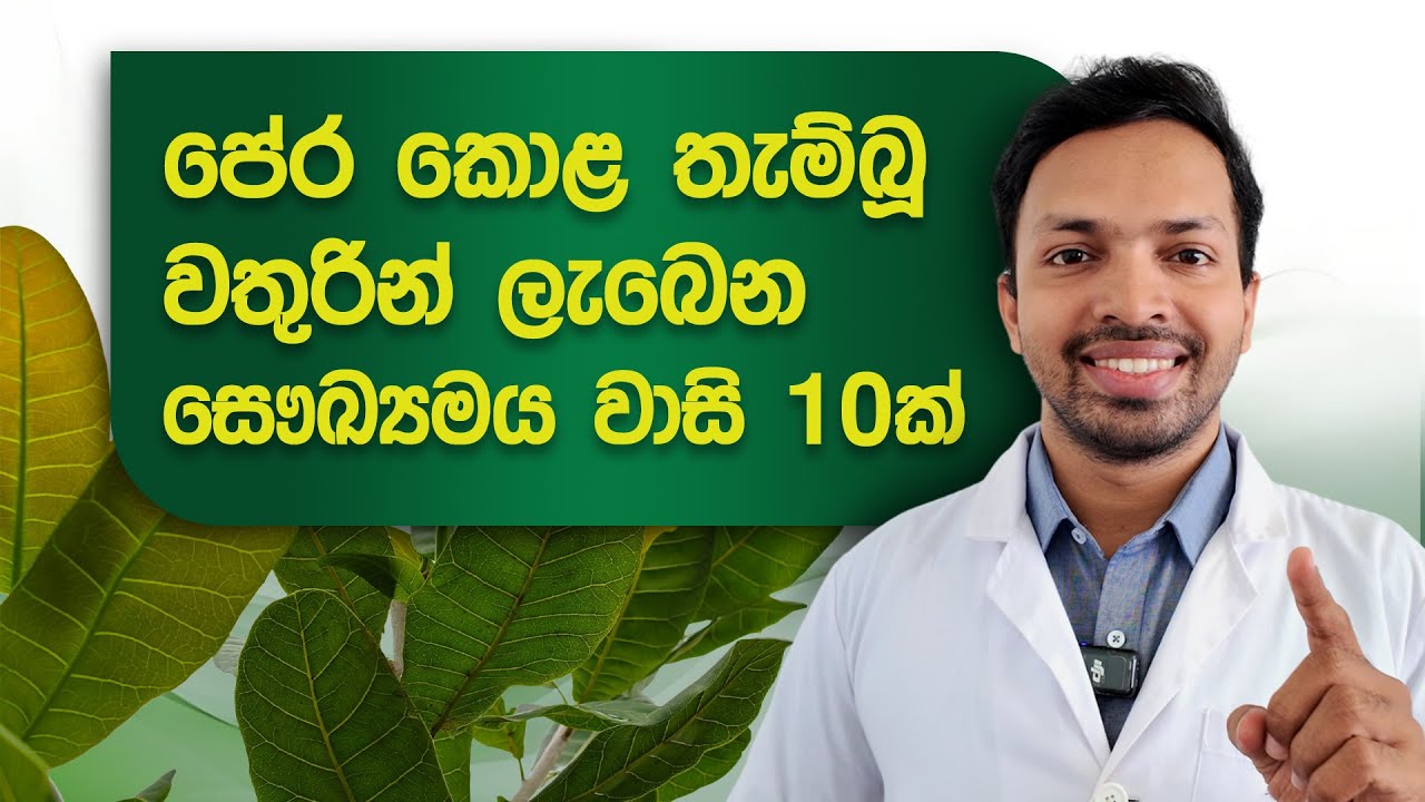 පේර කොළ තැම්බුවතුරින් ලැබෙන සෞඛ්‍යමය වාසි 10ක් |  Guava Leaves Health Benefits | Pera Kola Wala Guna