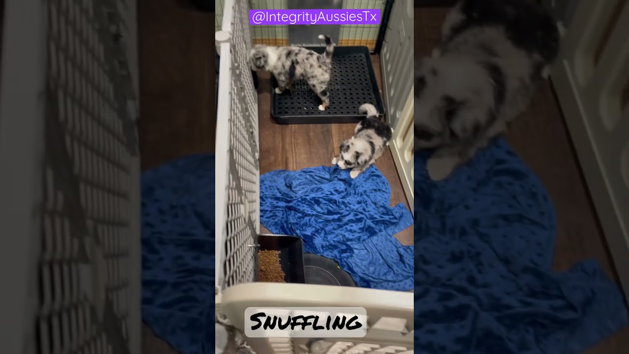 Mini Aussie Puppy Training #aussiesdoingthings #aussieswithtails #integrityaussiestx #miniaussies