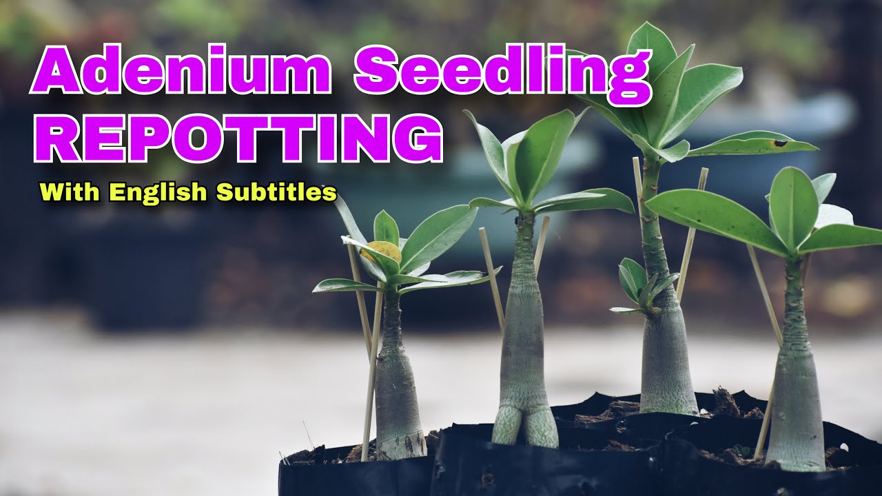 Adenium Seedlings Repotting And Care Black Polybag / Adenium Seedlings Repotting Care With Polybag