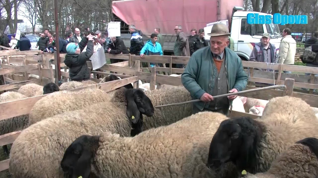 Ovcarski dan, Sakule 2016