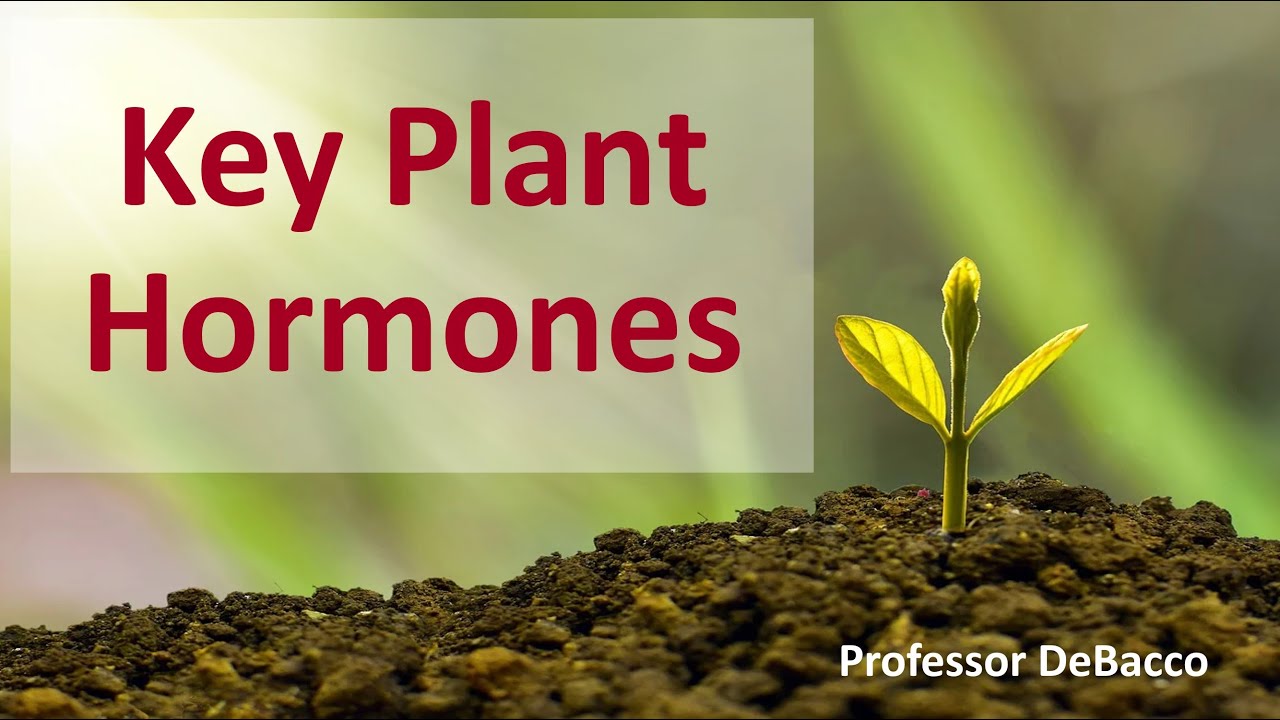Key Plant Hormones