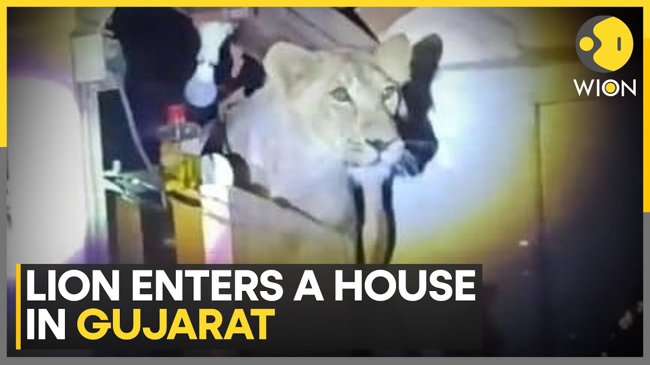 India: Lion Enters A House In Gujarat's Amreli Village | World News | WION