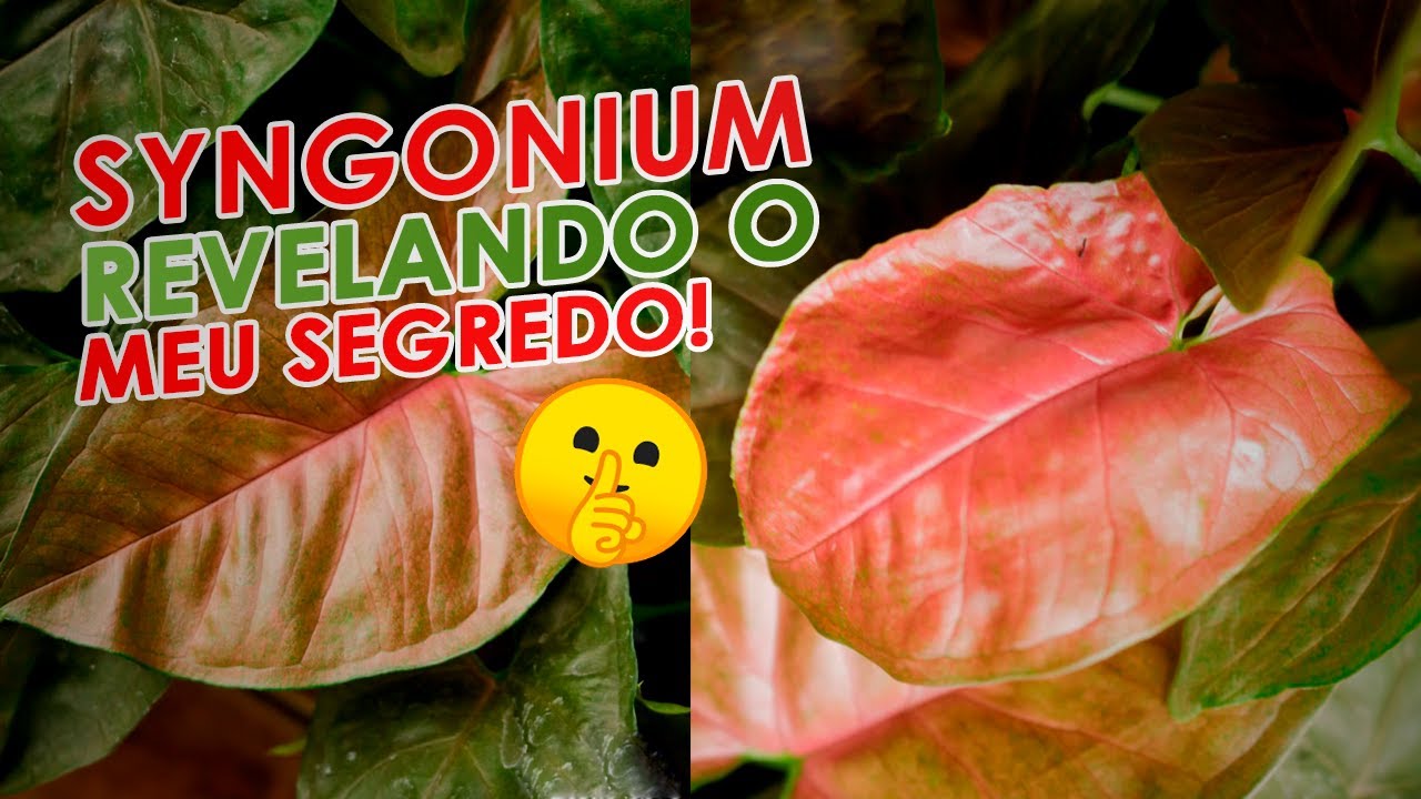 SYNGONIUM NEON ROBUSTA - Como cuidar + dicas