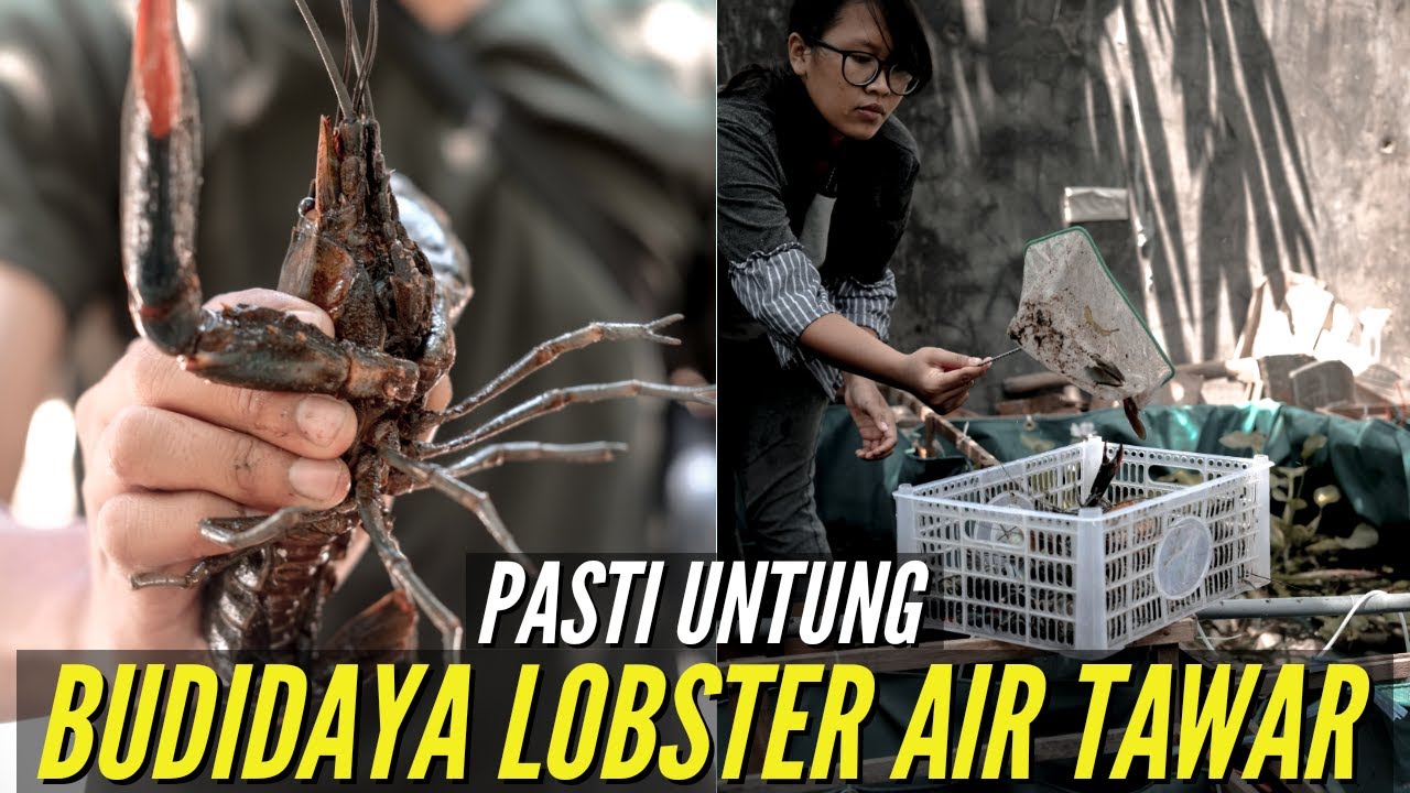 Rahasia Sukses Budidaya Lobster Air Tawar Auto Untung Besar