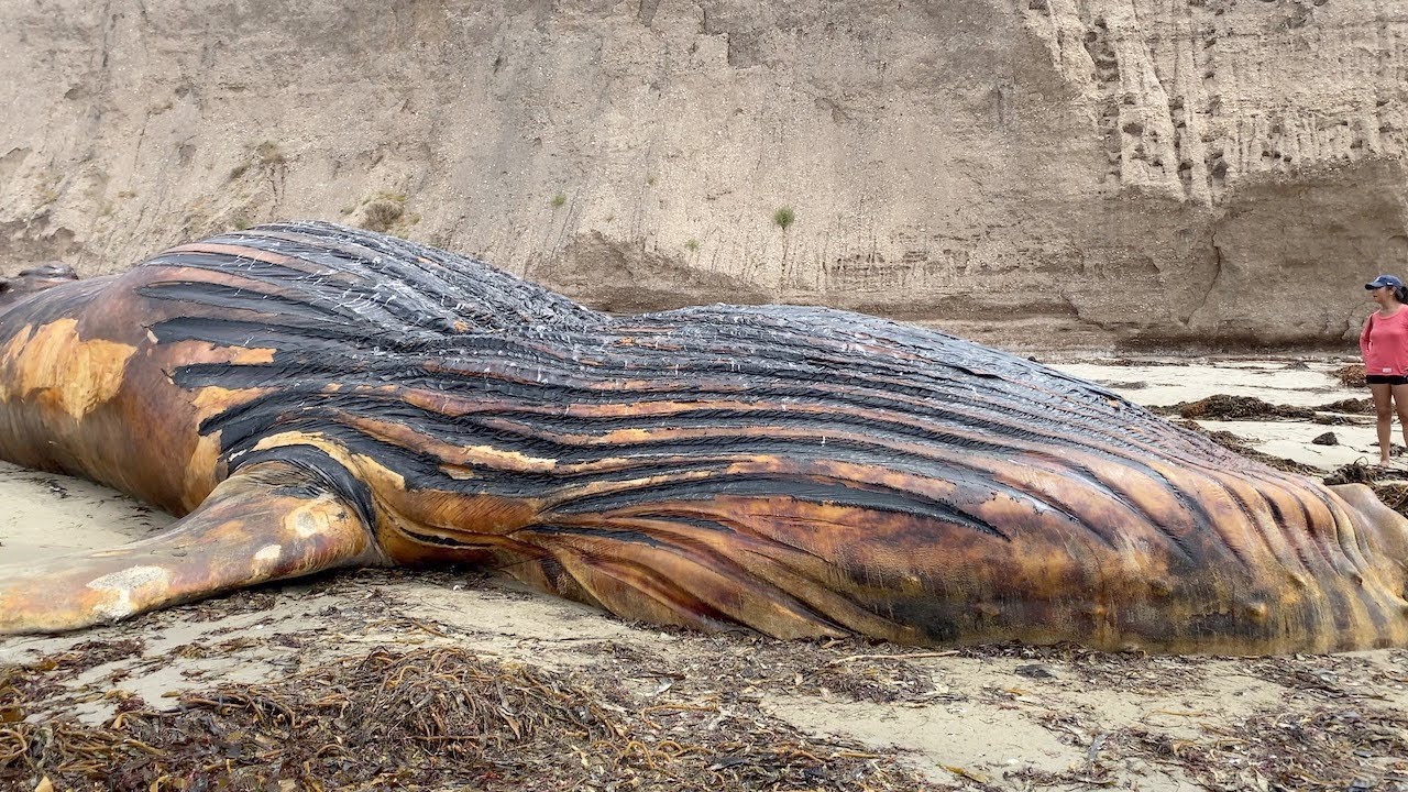 Jalama Beach Campground ~ Beached Humpback Whale Encounter R.I.P. ~ Ep 80
