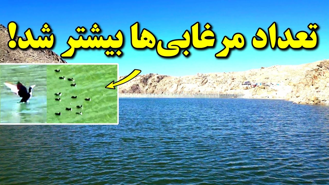  امروز در بند چه دیدیم؟ | حیات وحش در بند همبستگی
