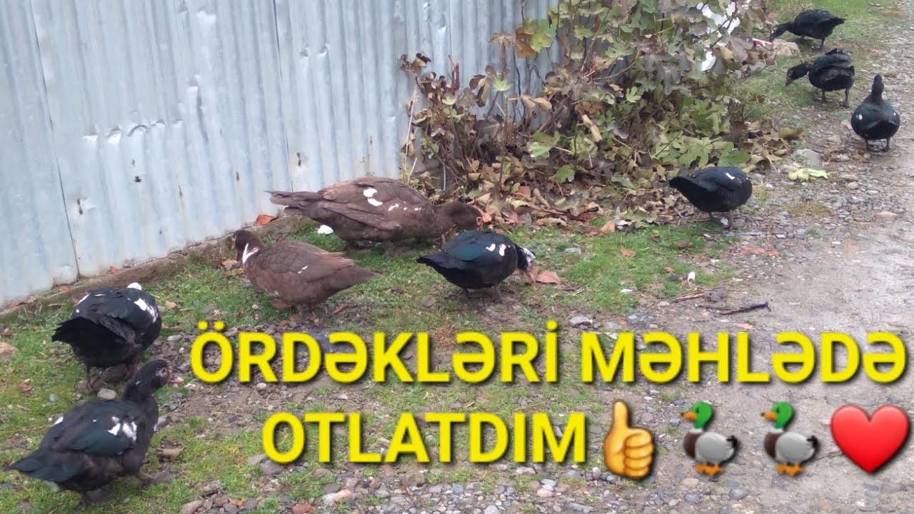 LAL ÖRDƏKLƏRİ MƏHLƏDƏ OTLATDIM 👍🦆🦆🦆😊😊❤️❤️❤️