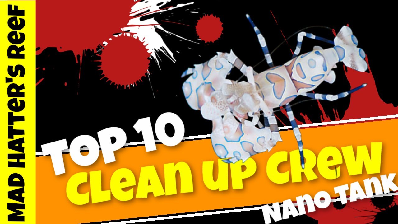 Top 10 Nano Reef Clean Up Crew