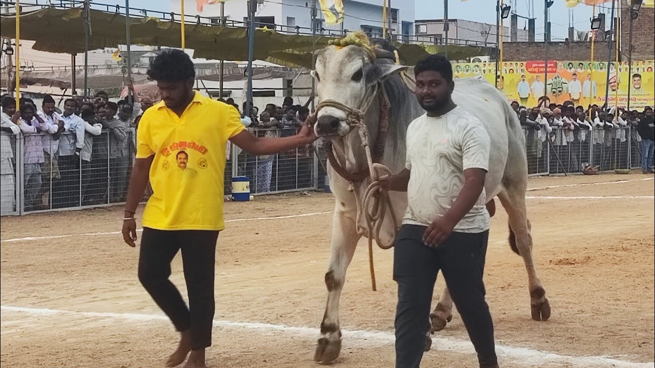 చిలకలూరిపేట సీనియర్స్ విభాగంలో 9వ జత  అక్కినేని ముకుల్ సత్య చౌదరి, మల్లవల్లి, కృష్ణా