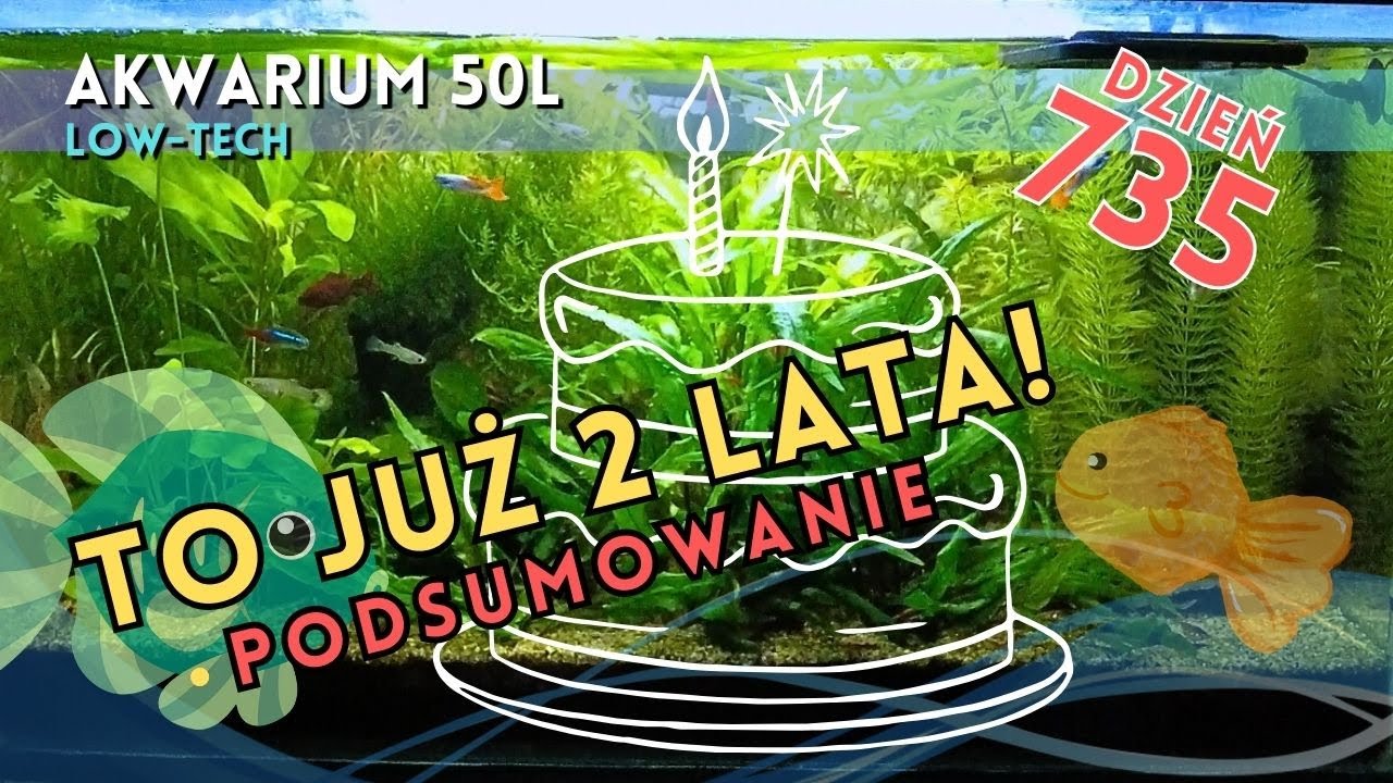 2 Lata Bez Restartu! - Akwarium Ma Się Świetnie! - 50l Low Tech na Ziemi Ogrodowej
