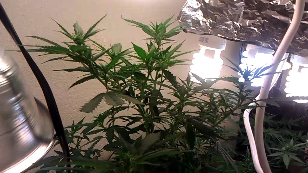 CFL Medical Grow Querkle 10 days into flowering