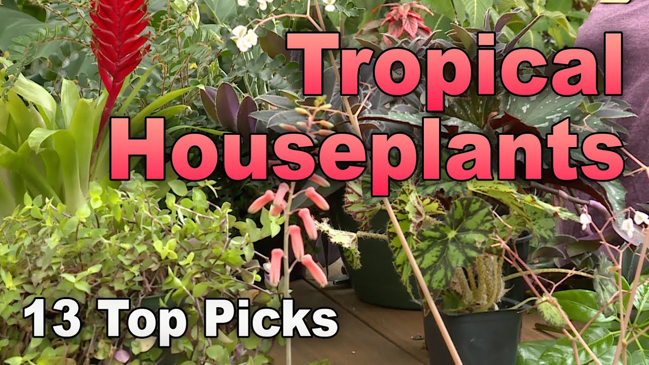 13 Incredible Tropical Houseplants