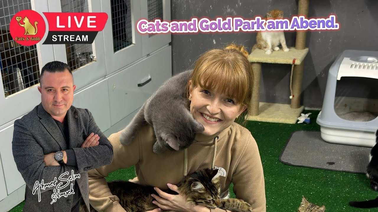 Cats and Gold Park am Abend