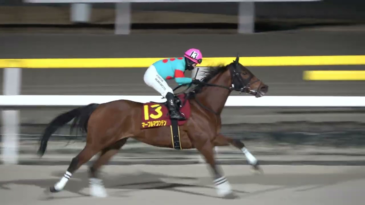 【クイーン賞2026】誘導馬がバレンタインモード 本馬場入場 現地映像 テンカジョウ