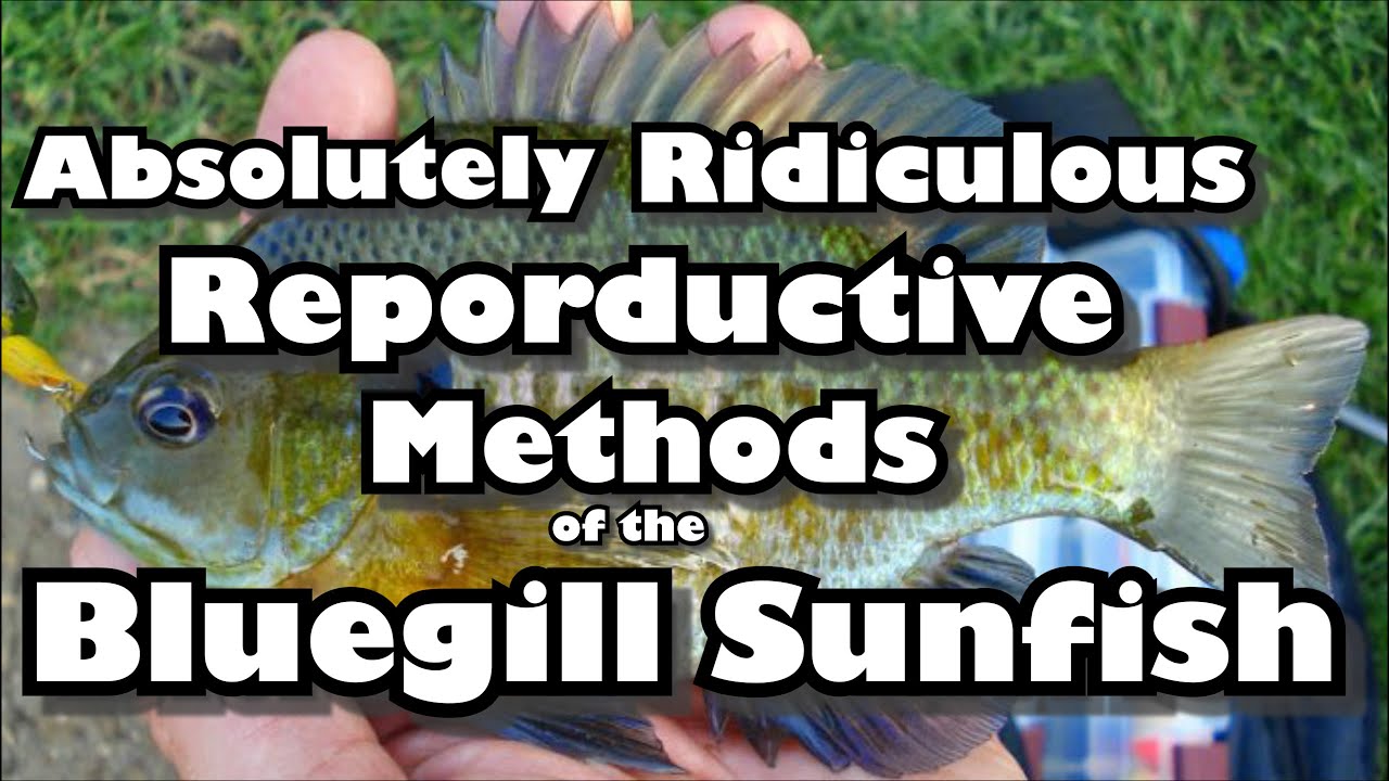 The Absurd Mating Strategies of the Bluegill Sunfish