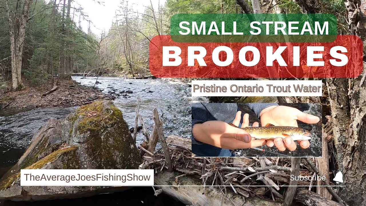 NATIVE Brook Trout Fishing a Small Ontario Stream - HONEY HOLE Found
