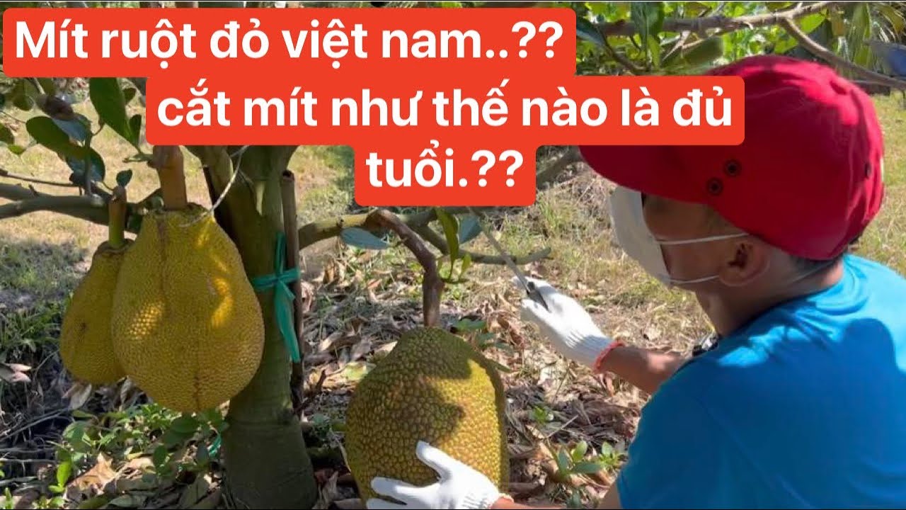 Cắt mít ruột đỏ như thế nào là đạt chuẩn xuất khẩu .??