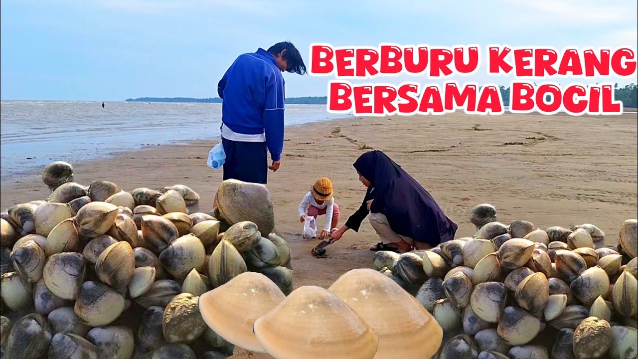 Seruuuu..‼️.Berburu kerang bersama bocil,Surutnya sampai menjelang maghrib #kelating #kapah 