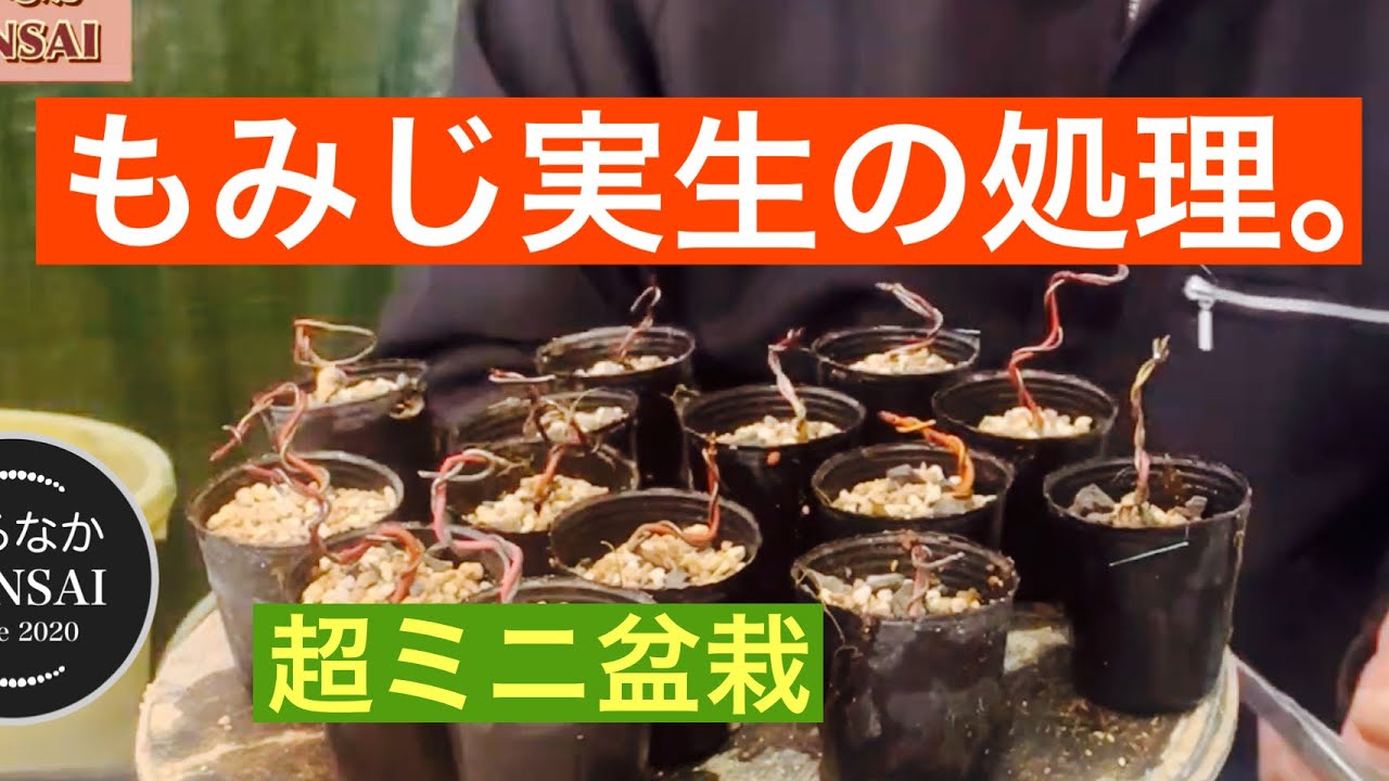 #215  もみじ実生の処理。　　　【超ミニ盆栽】
