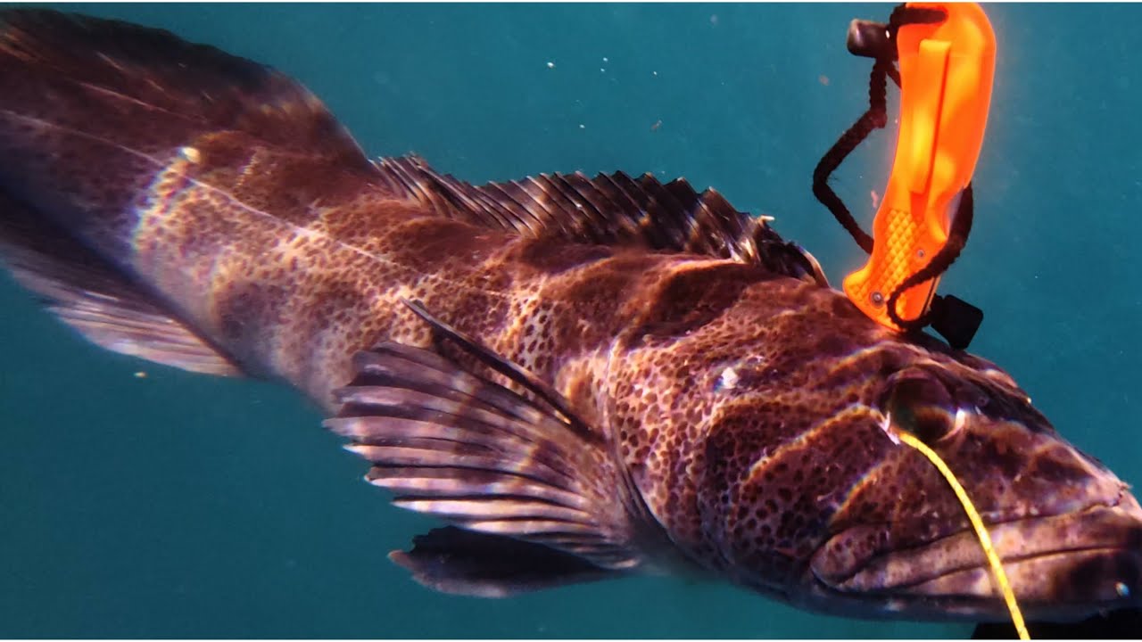 Spearfishing Monterey, California: Giant Pacific Octopus, Calico Bass, Lingcod, Cabezon, & More | 4K