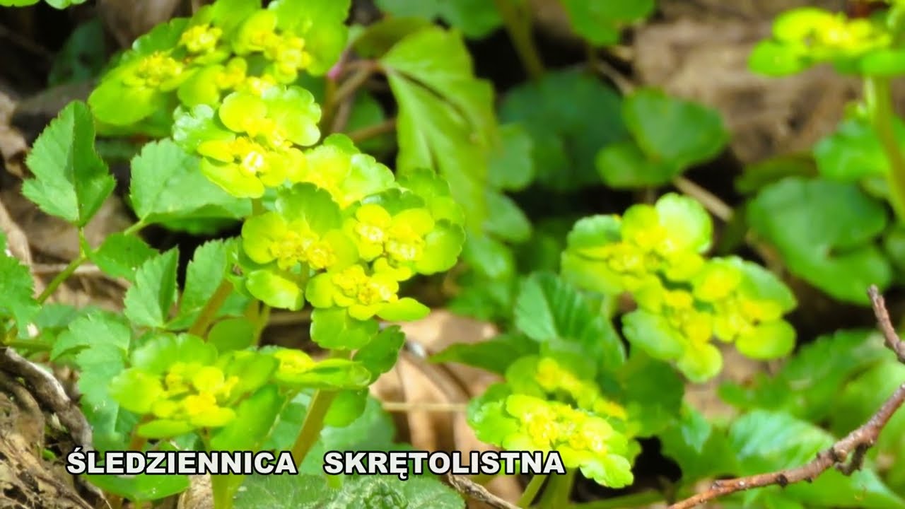 BIEBRZAŃSKI  PARK  NARODOWY -  SPACER  KŁADKĄ  PRZEZ  MECHOWISKA  I  LAS  BAGIENNY