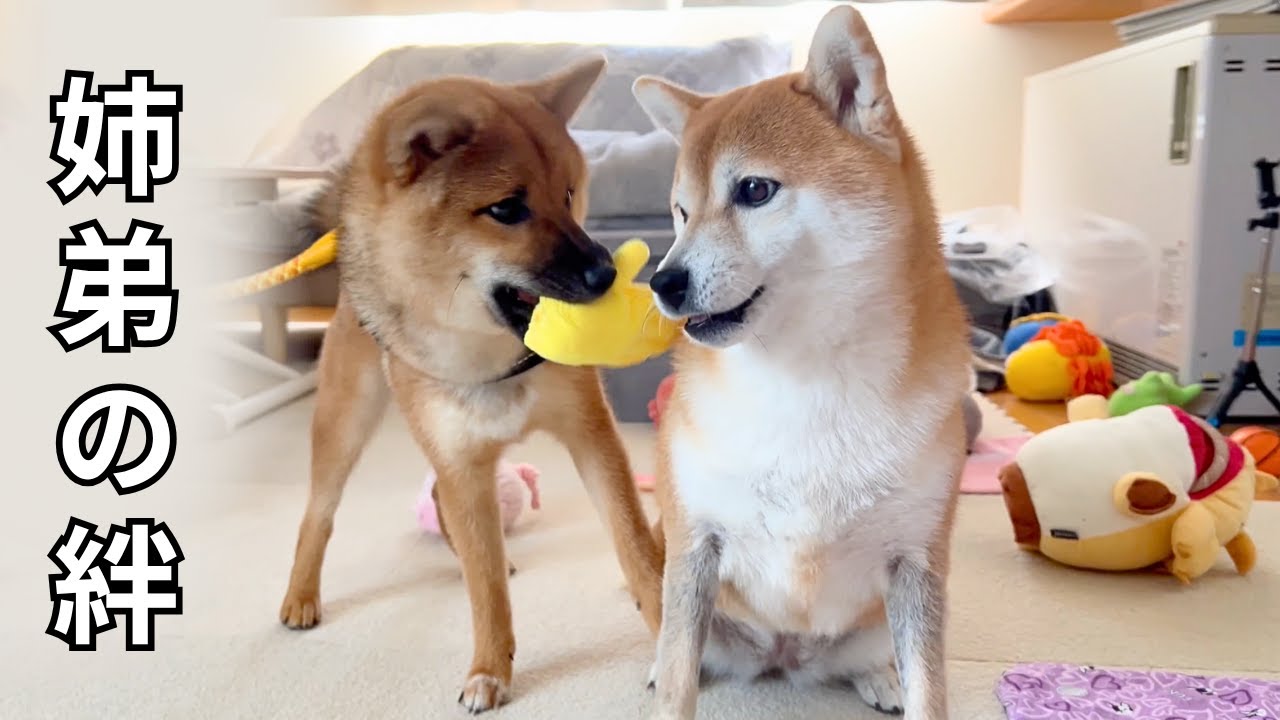 【感動】荒れていた弟柴犬が激変...姉との絆を取り戻した瞬間に涙！