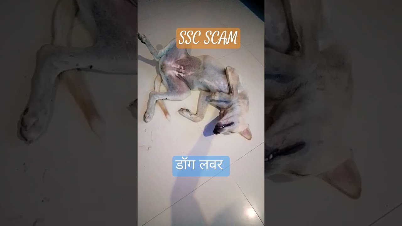 डॉग लवर शॉर्ट्स वीडियो।