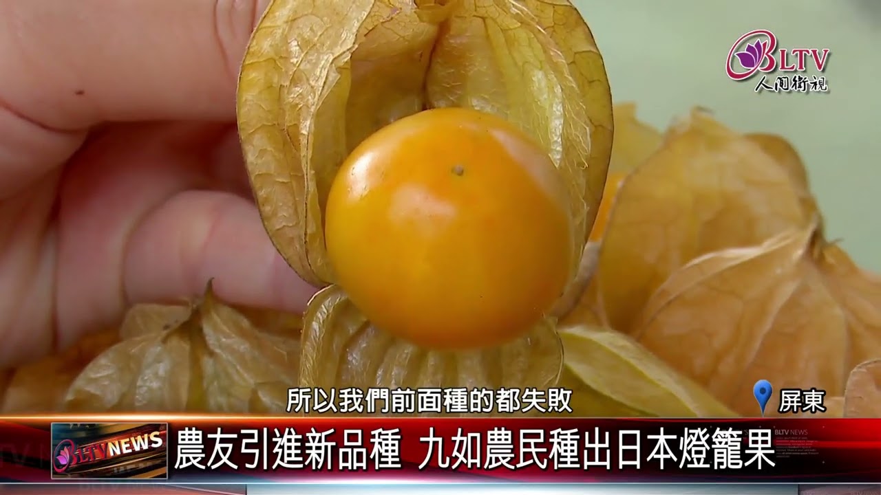 20250328屏東九如農友引栽日系果苗 培育本土燈籠果｜‪ @FGSBLTV