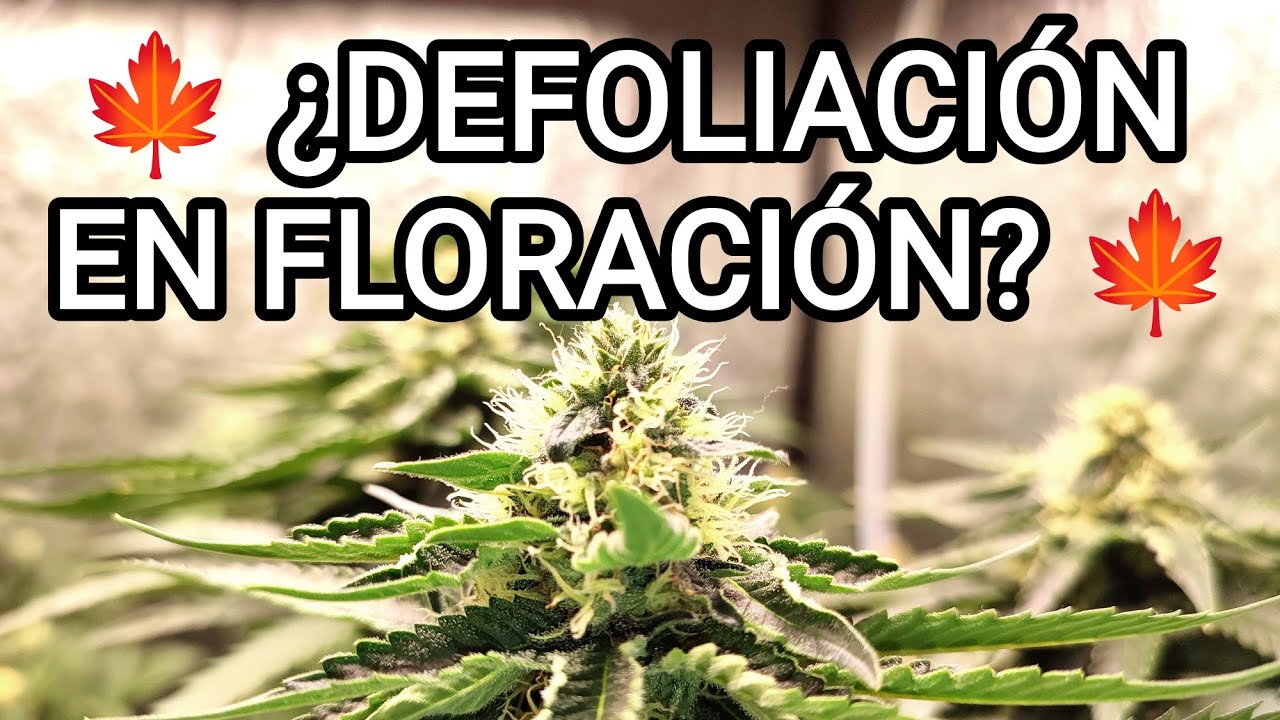 🍁&iquest;Defoliaci&oacute;n en Floraci&oacute;n?🍁- CULTIVO CANNABIS INDOOR🌱