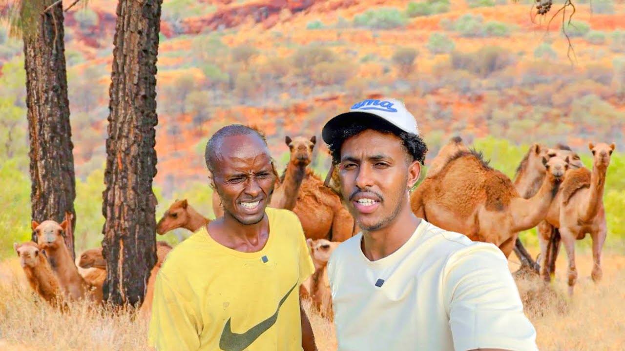 Ninka soomaliga ee ugu Geel badan Kenya 🇰🇪