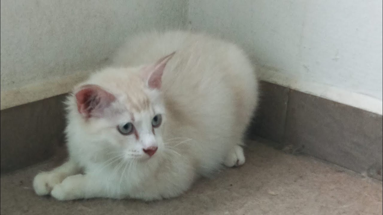 Cats & kittens are 860 & 769 & 695 & 612 & 511 & 494 & 446 & 370 & 255 & 217 & 117 &277 &211 &109&75