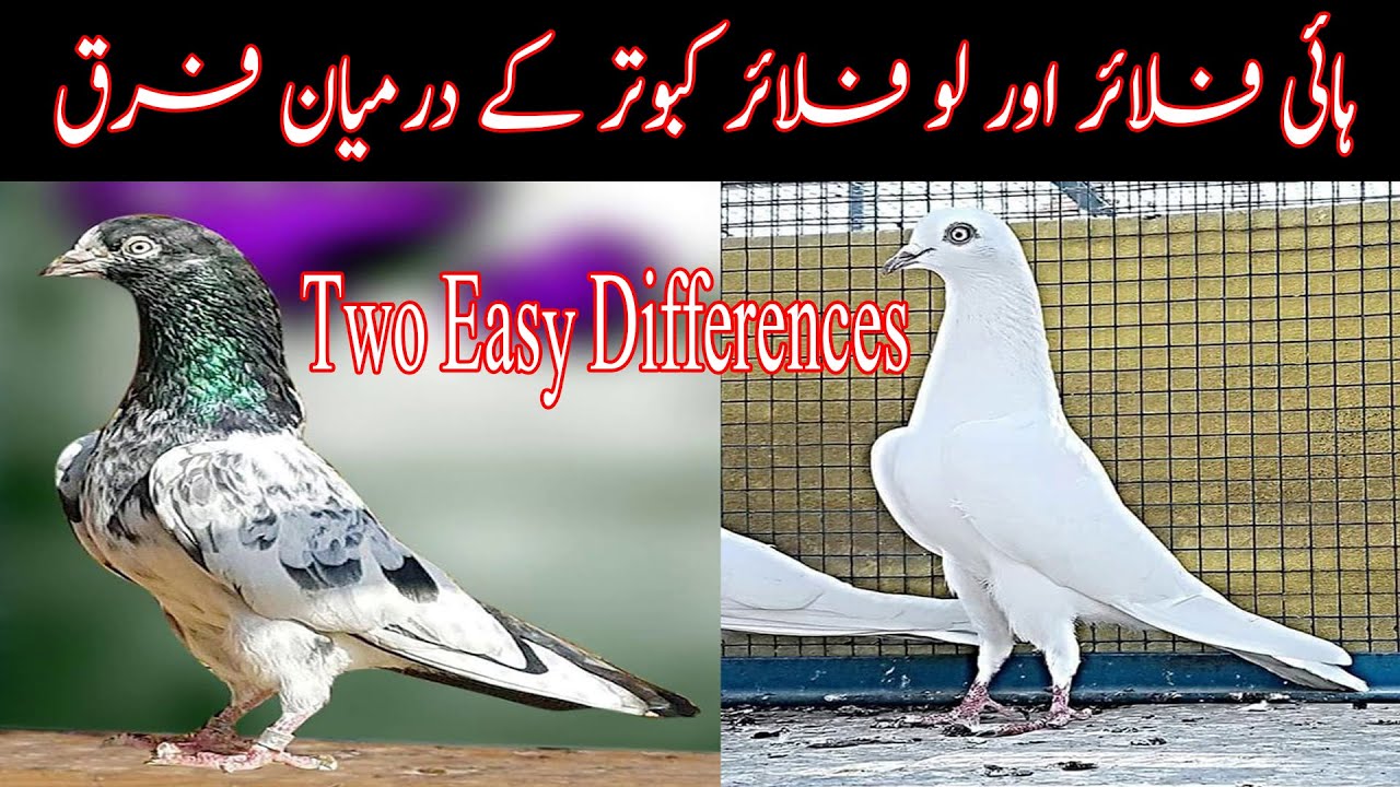 highflyer and lowflyer Mein Difference