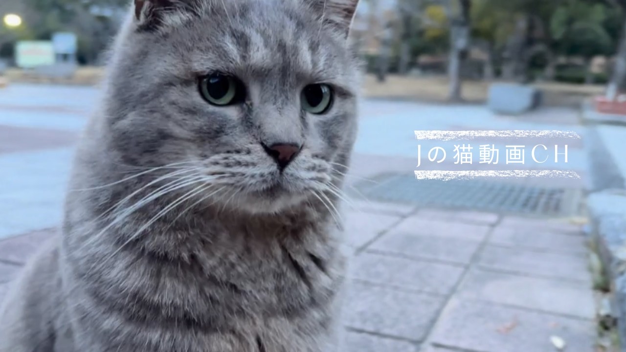 トトロみたいな猫が会いに来てくれた｜河津桜と菜の花｜黒猫とお散歩｜ふくちゃんお散歩｜偶然出てきたトトロ猫ちゃん　Totoro cat waiting for spring