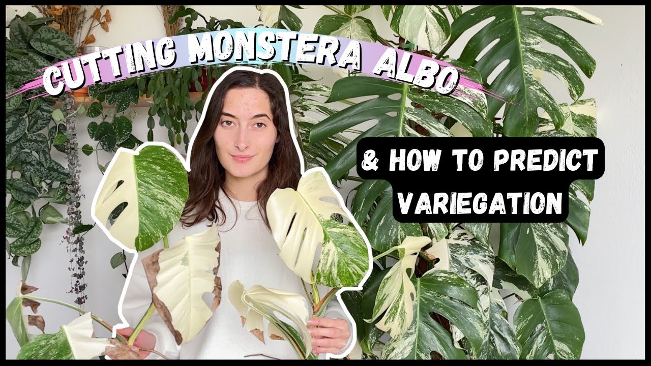 Cutting MONSTERA ALBO & How To PREDICT VARIEGATION