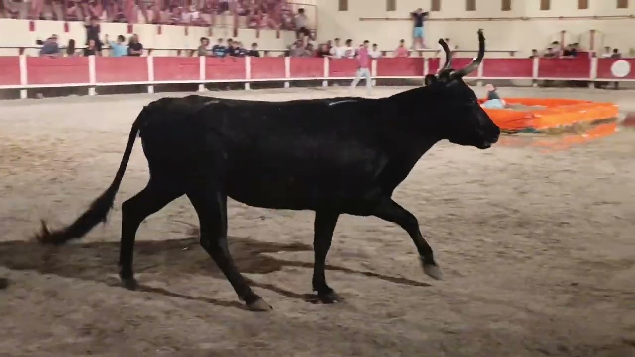 TORO PISCINE A BEZOUCE MANADE CARRETON 