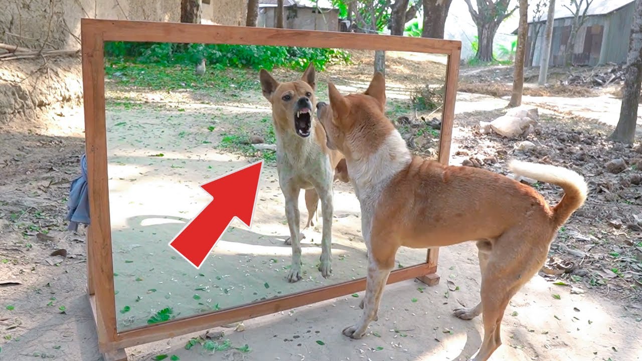 Very angry dog vs mirror reaction | Super comedy video | Mirror reaction