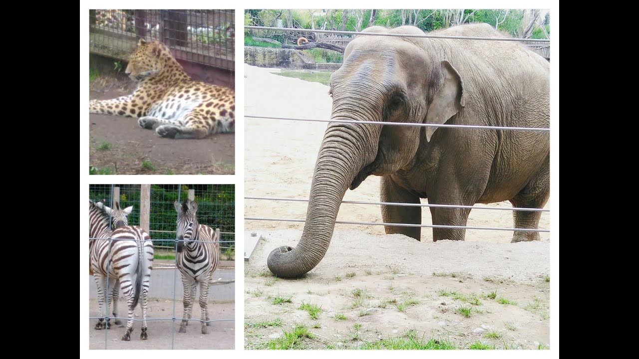 Zoo Weekend Vlog: Twycross zoo and West Midlands Safari park