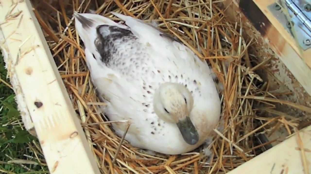 Egg Swap (HOW TO get more babies in a hatch)