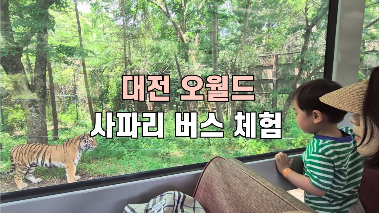 N번째 오는 대전 오월드 동물원, 올 때마다 신나는 유준이 사파리 버스 또 타요!