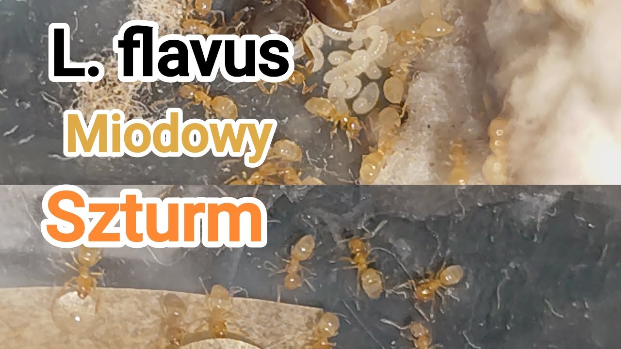 🐜Karmienie Lasius flavus, i wiele innych rzeczy w nowym 1 odc. z serii Ogarnianie Hodowli Mrówek.